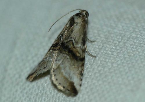 Zebeeba falsalis